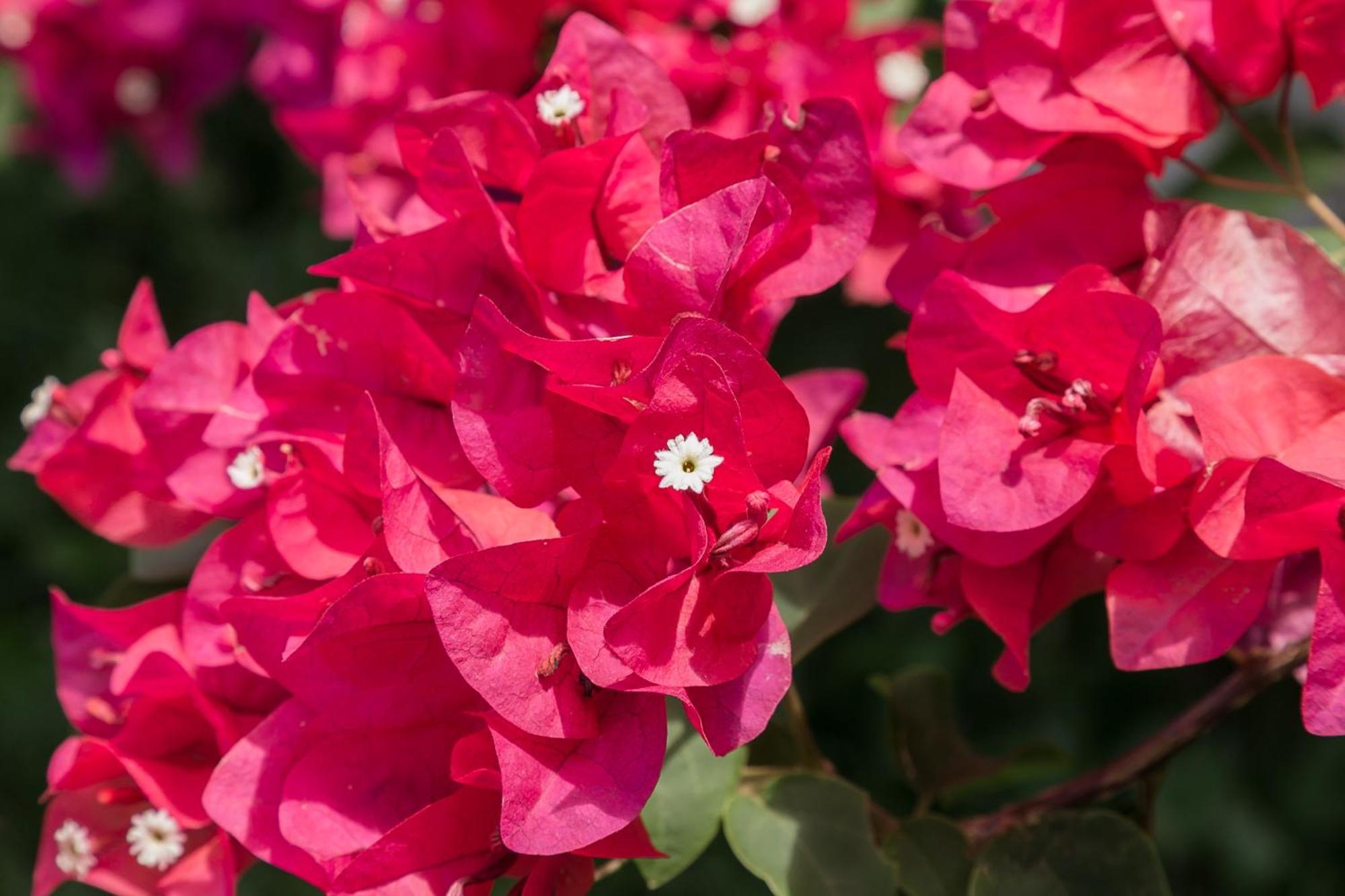 شقة Botanic Bliss Living In كينغستون المظهر الخارجي الصورة
