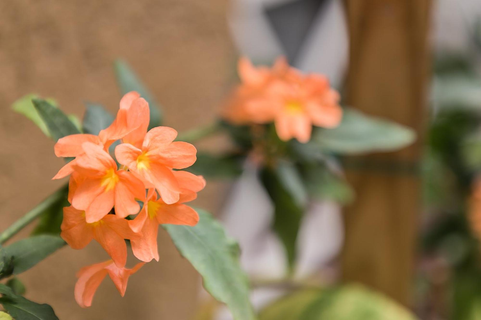 شقة Botanic Bliss Living In كينغستون المظهر الخارجي الصورة