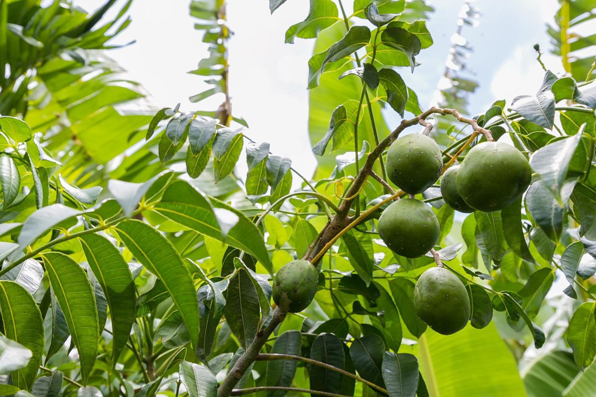 شقة Botanic Bliss Living In كينغستون المظهر الخارجي الصورة